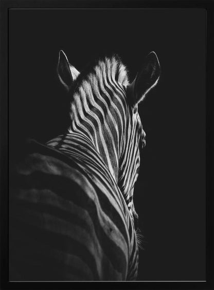 Black Background Zebra Portrait Canvas Wall Art - 3