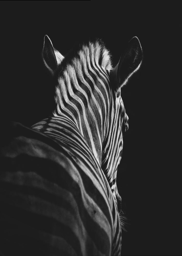 Black Background Zebra Portrait Canvas Wall Art - 2